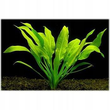  Ludwigia großartig red mini
