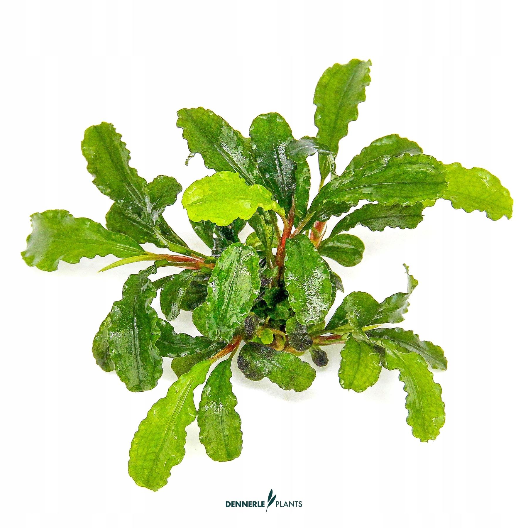  Bucephalandra pygmaea "bukit kelam" in vitro dennerle