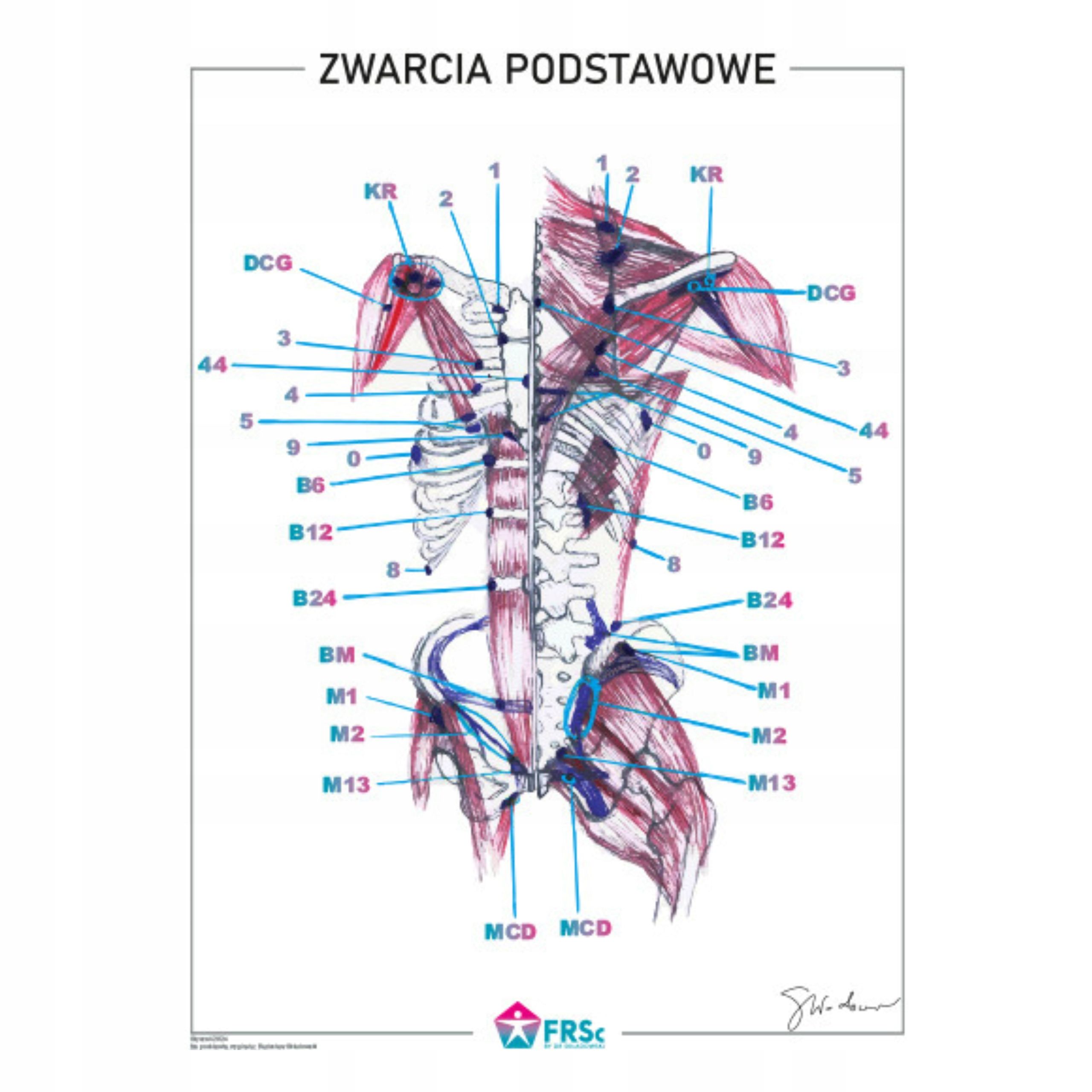  Plagát anatomické lipodynie koniec bezrámové 30x40 cm skladowski