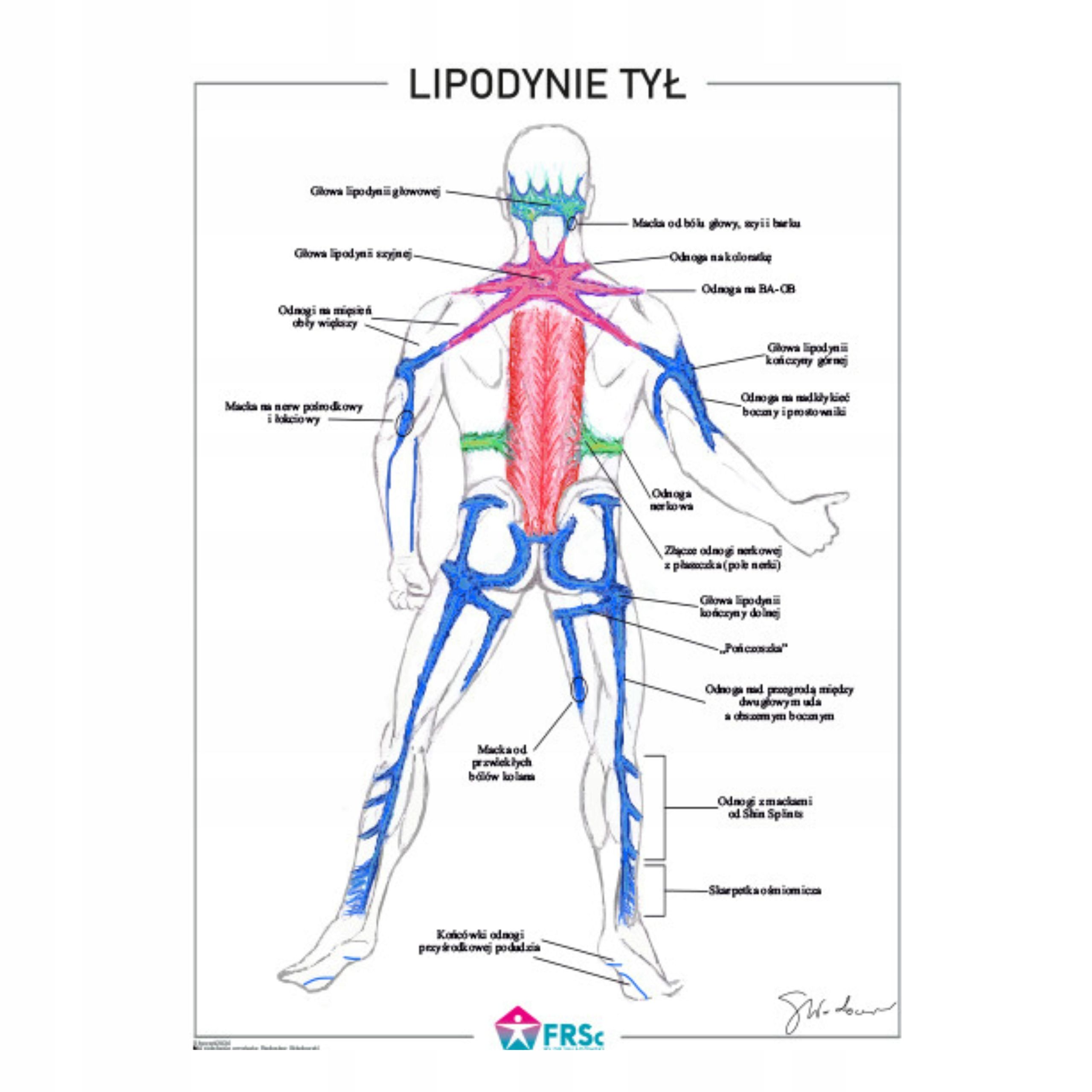  Plagát anatomické lipodynie koniec bezrámové 30x40 cm skladowski