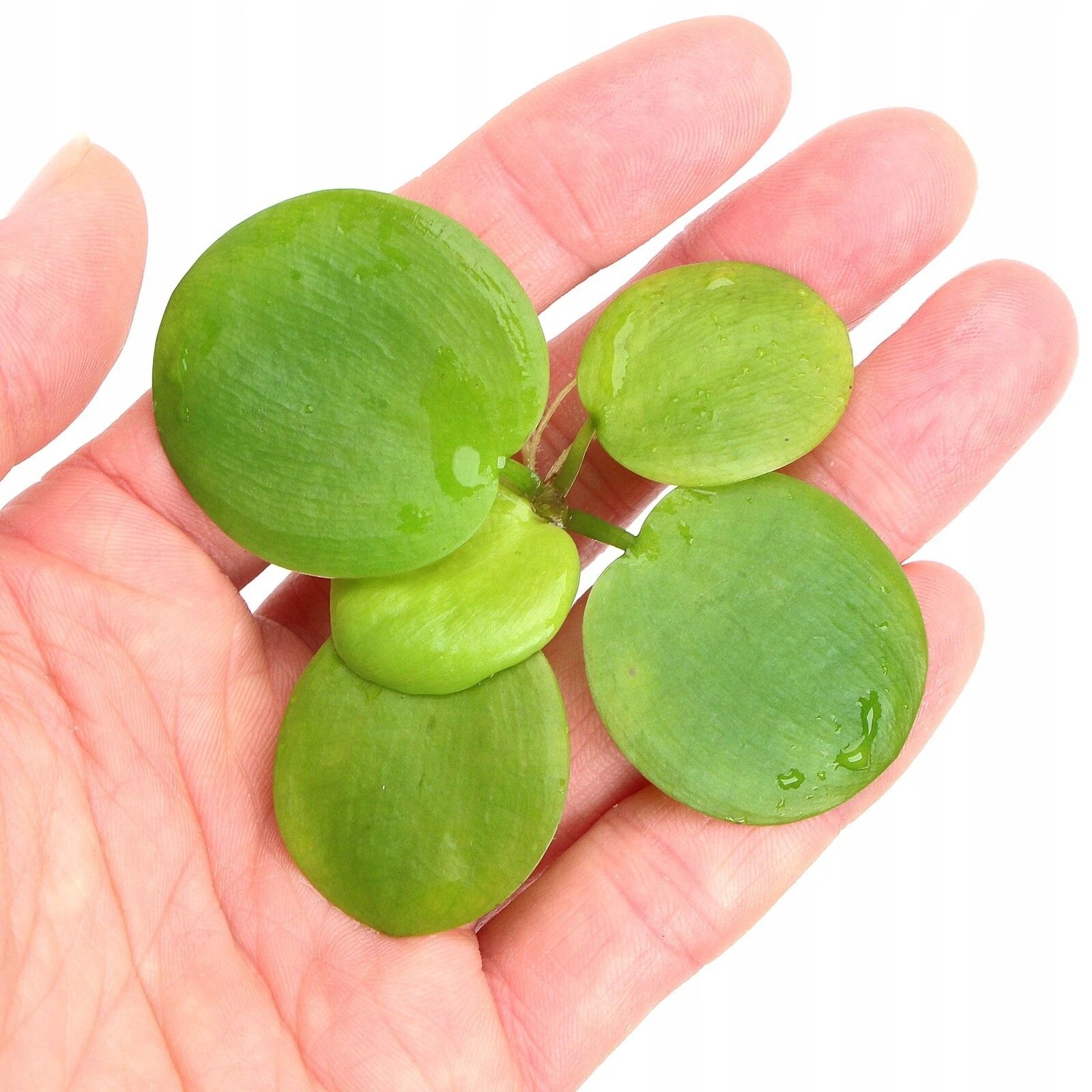  Ludwigia ovalis - wunderbar orange farbe anlage für das aquarium seltenheit