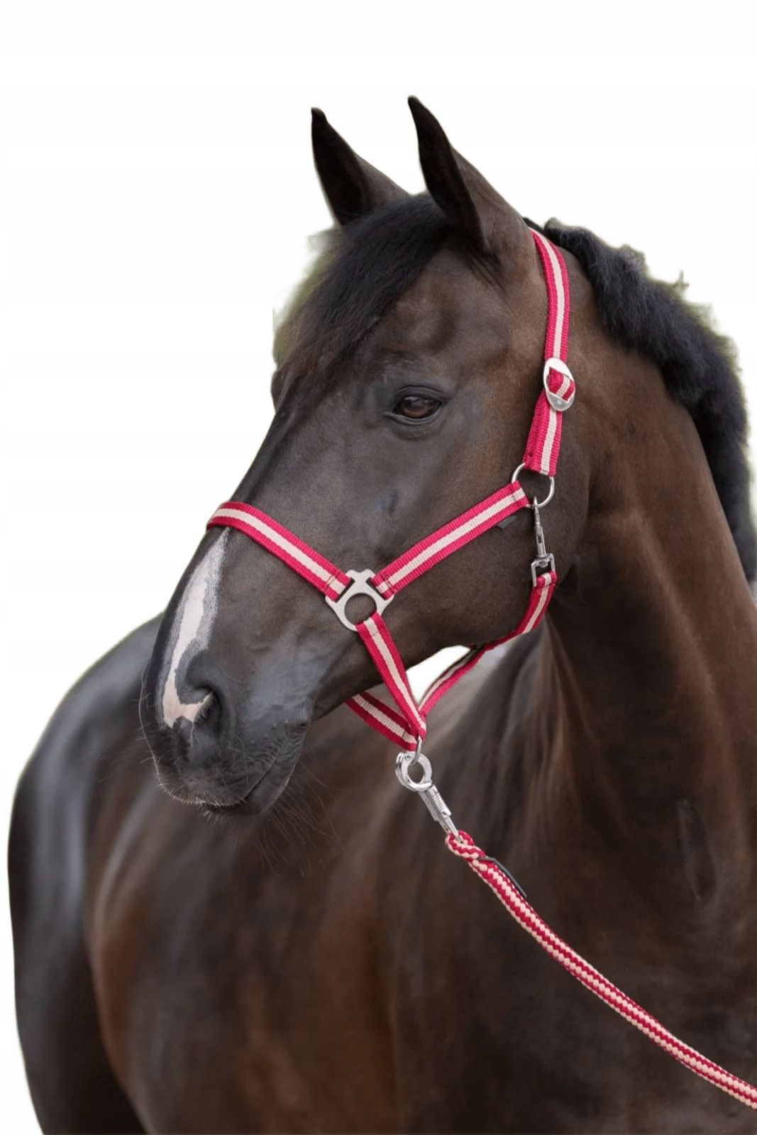  Galopp daami jaoks covalliero hippo lint oranž värv poni