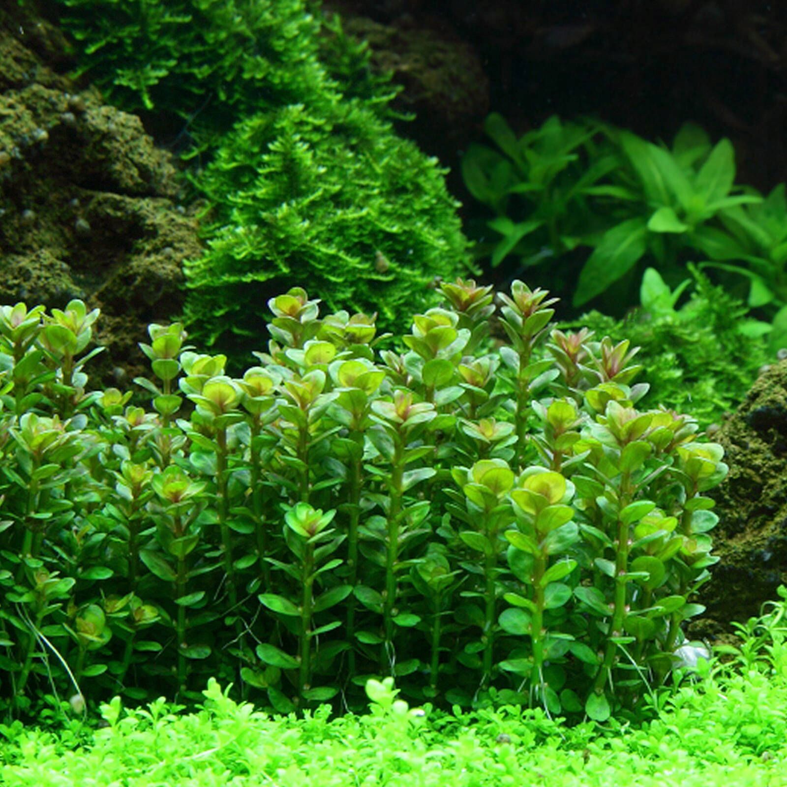  Ludwigia großartig red mini