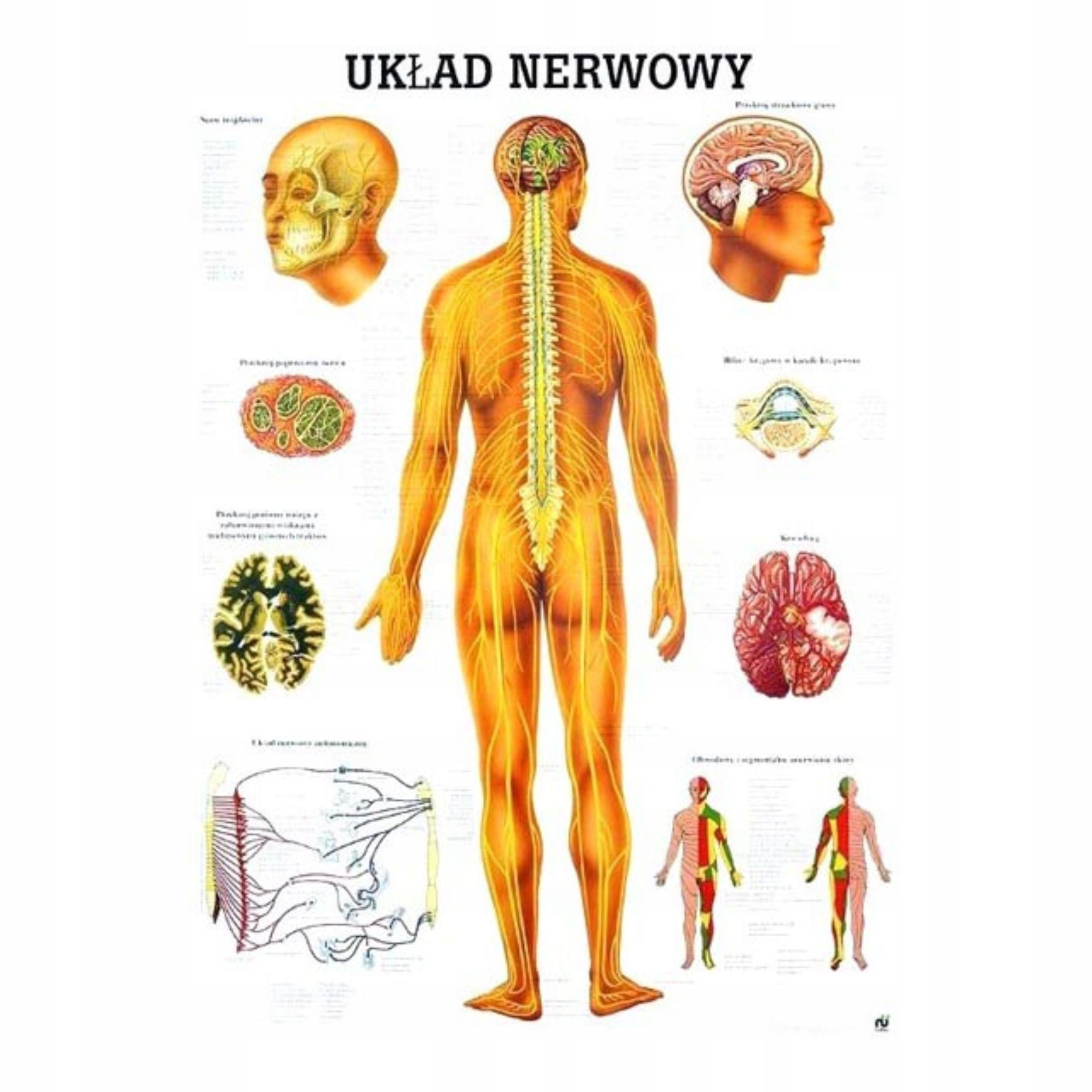  Anatomický plagát plagát lipodynie koniec
