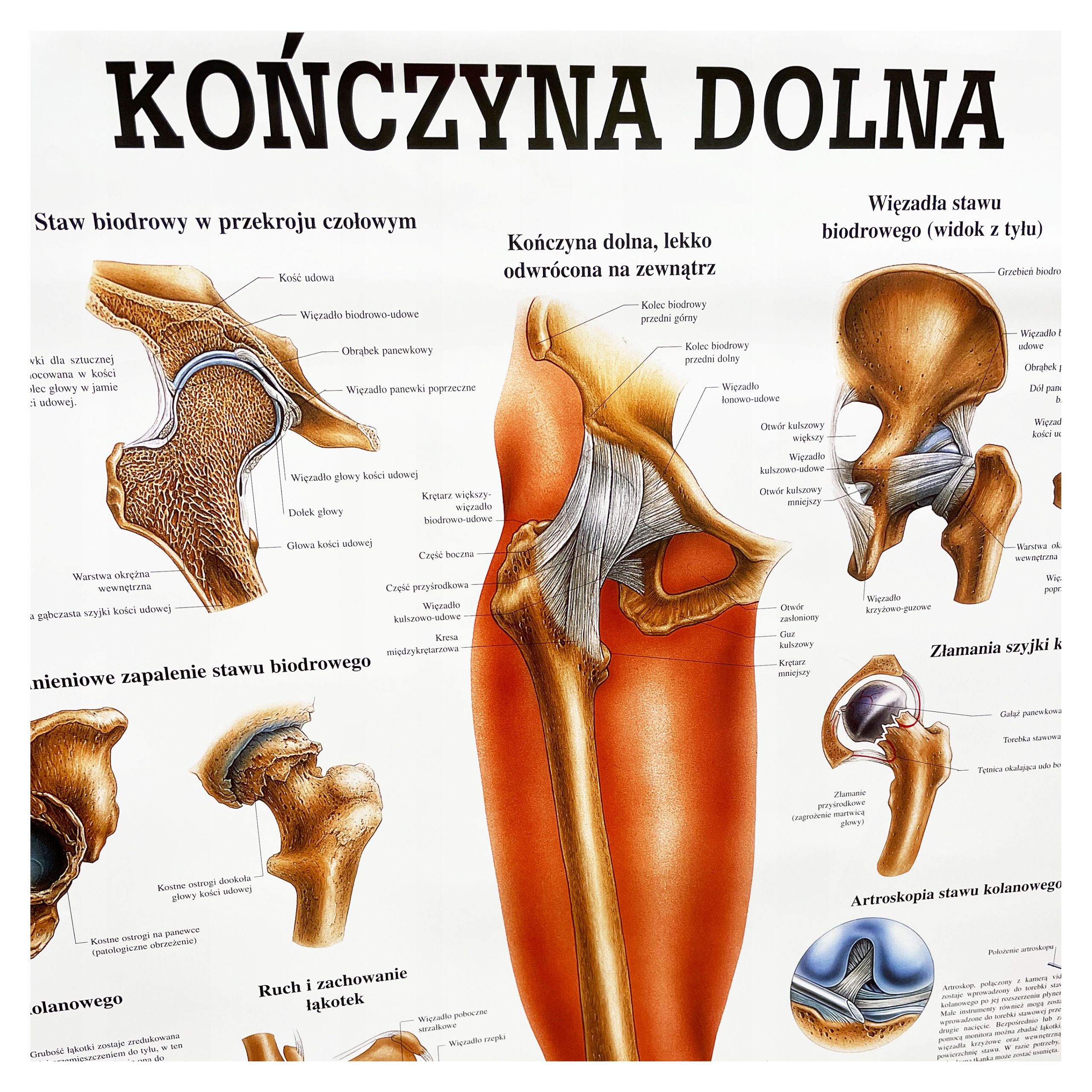  Plagát anatomické lipodynie koniec bezrámové 30x40 cm skladowski