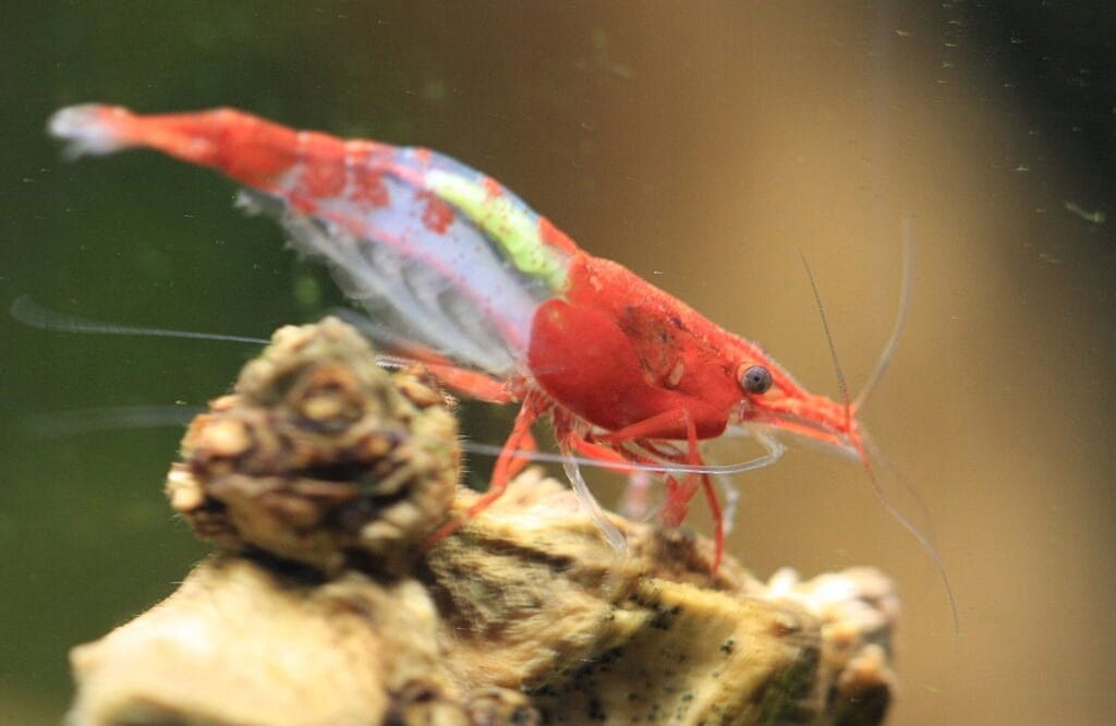  Modré krevety velvet - neocaridina blue velvet
