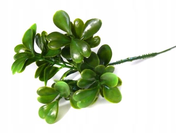  Rukola větvička nádherný - bukietu hustý tráva brown / green