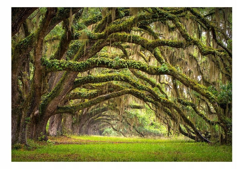  Photo wallpapers - uscisk trees - 150x105