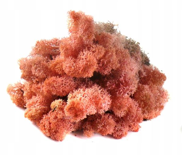  Dekoratiivne sammal cladonia rangiferina 200g carmin red