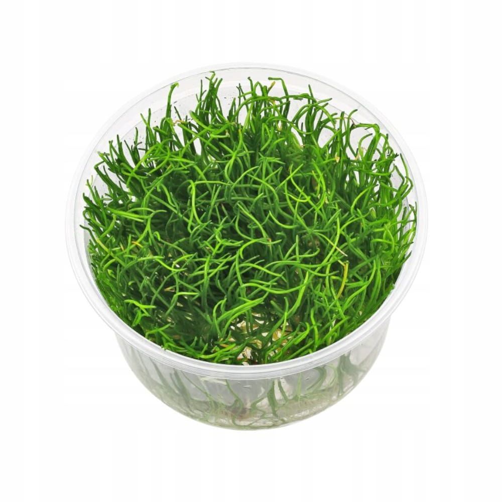  Wglebka vesi riccia fluitans tass 10cm taim ujuvad in vitro