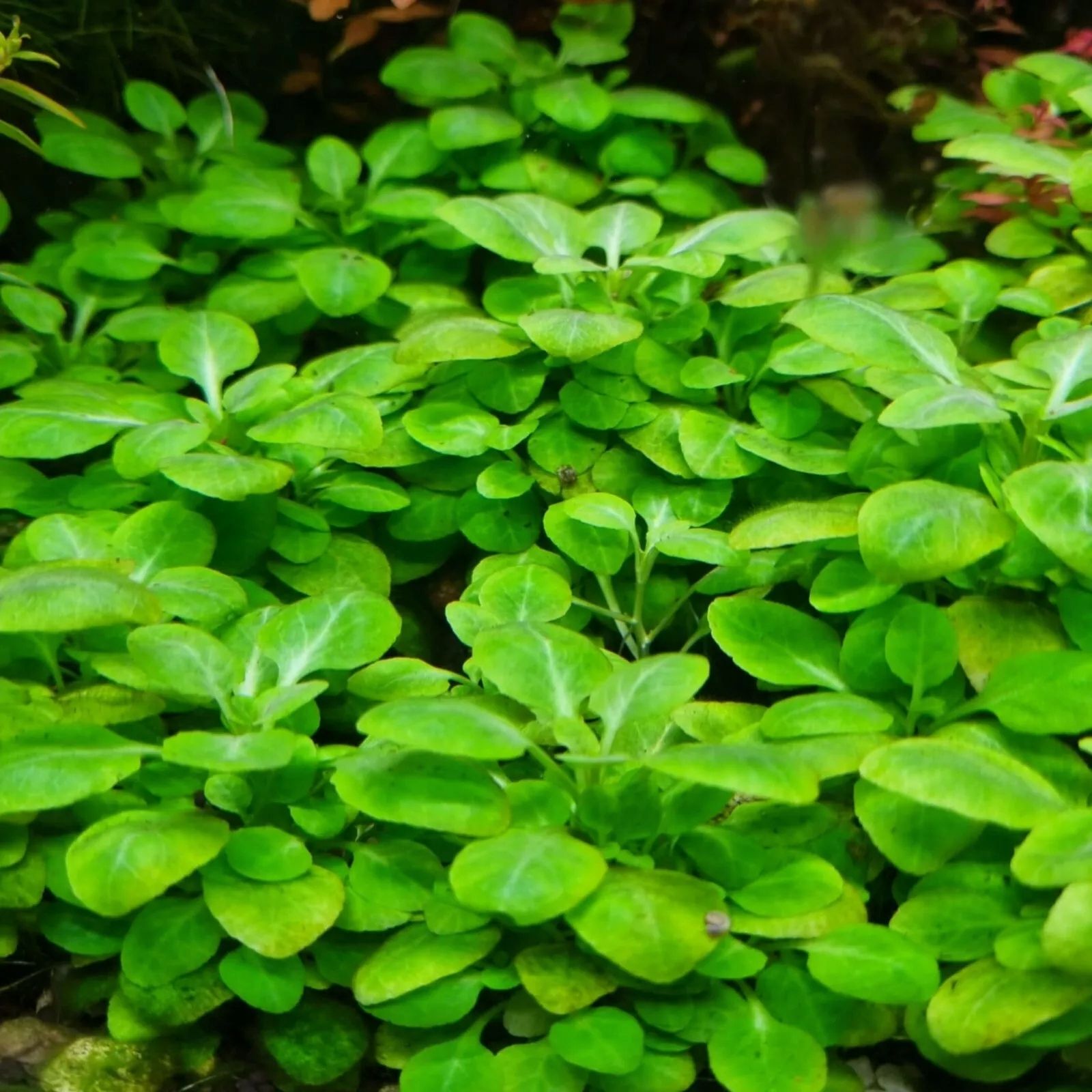  Ludwigia ovalis - wunderbar orange farbe anlage für das aquarium seltenheit
