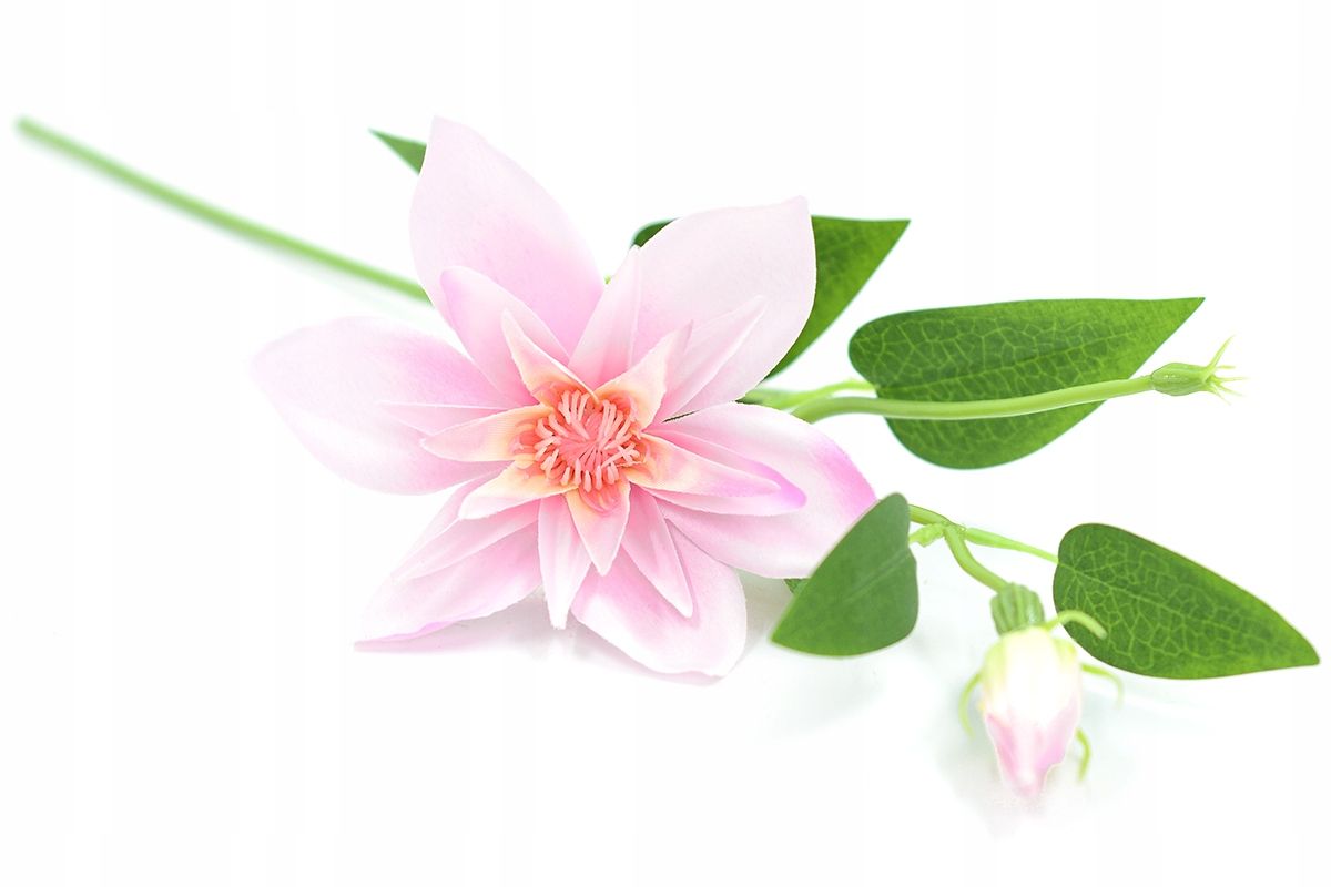  Zweig gipsowki bündeln kleine blumen in krone anhang zur krone premium