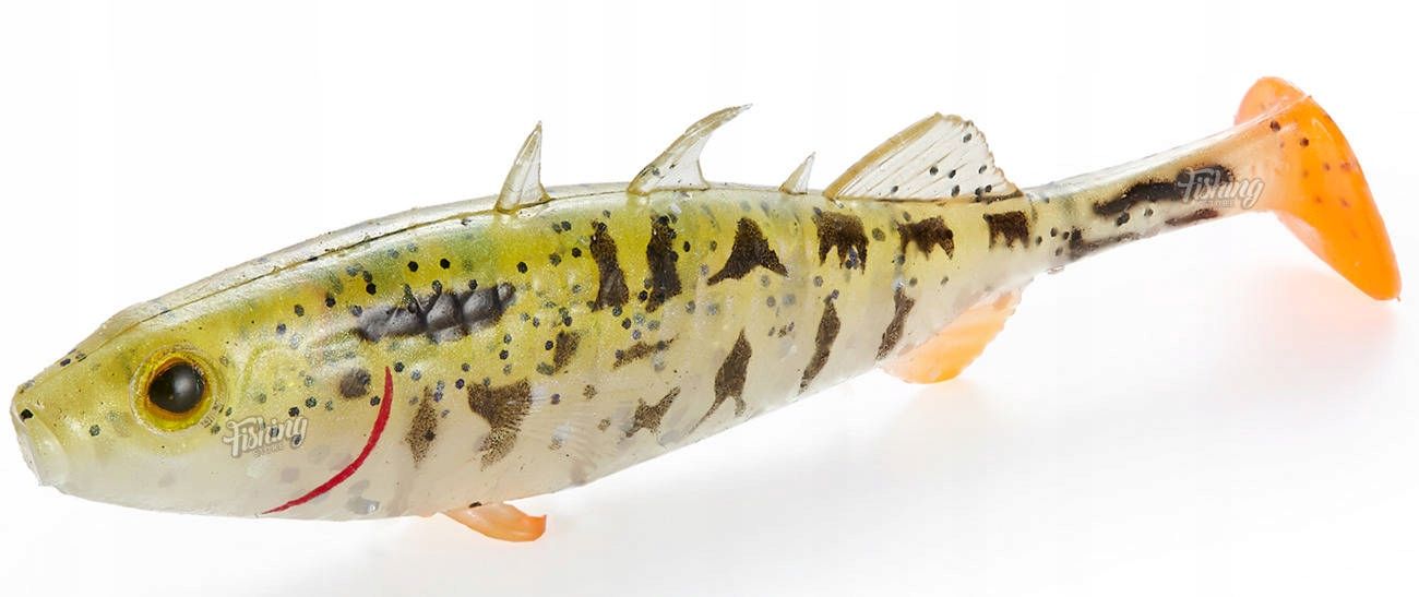  Guma westin stanley the stickleback spawning 5,5