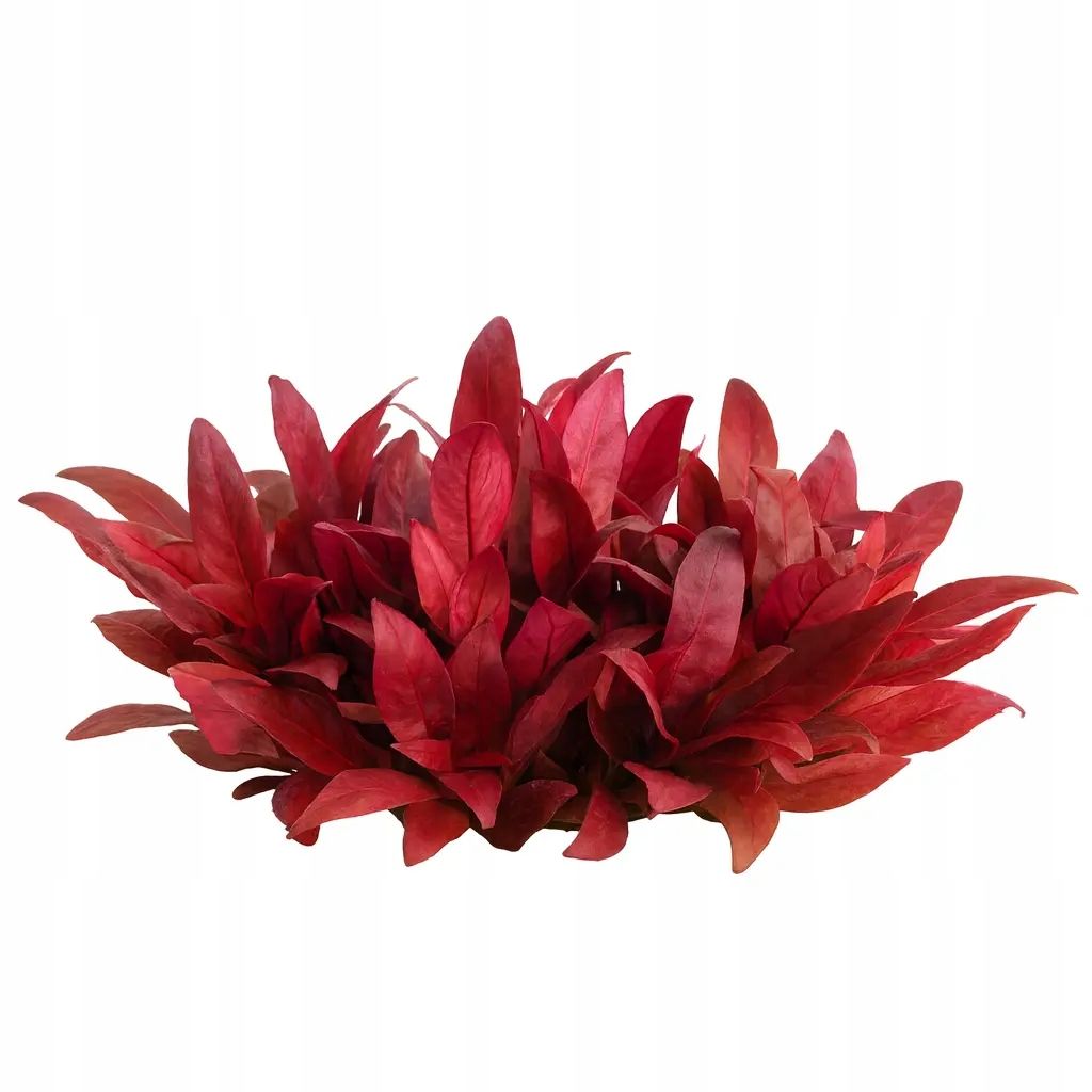 Ludwigia ovalis - wunderbar orange farbe anlage für das aquarium seltenheit