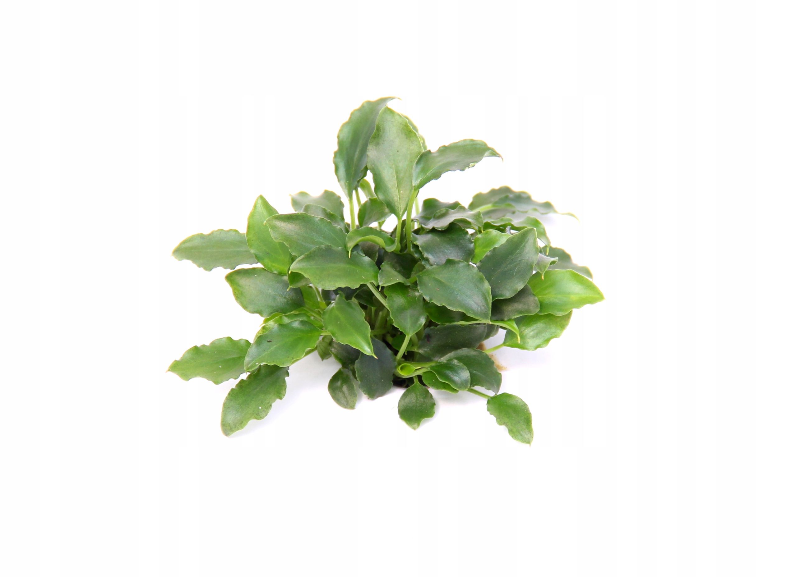  Bucephalandra pygmaea "bukit kelam" in vitro dennerle