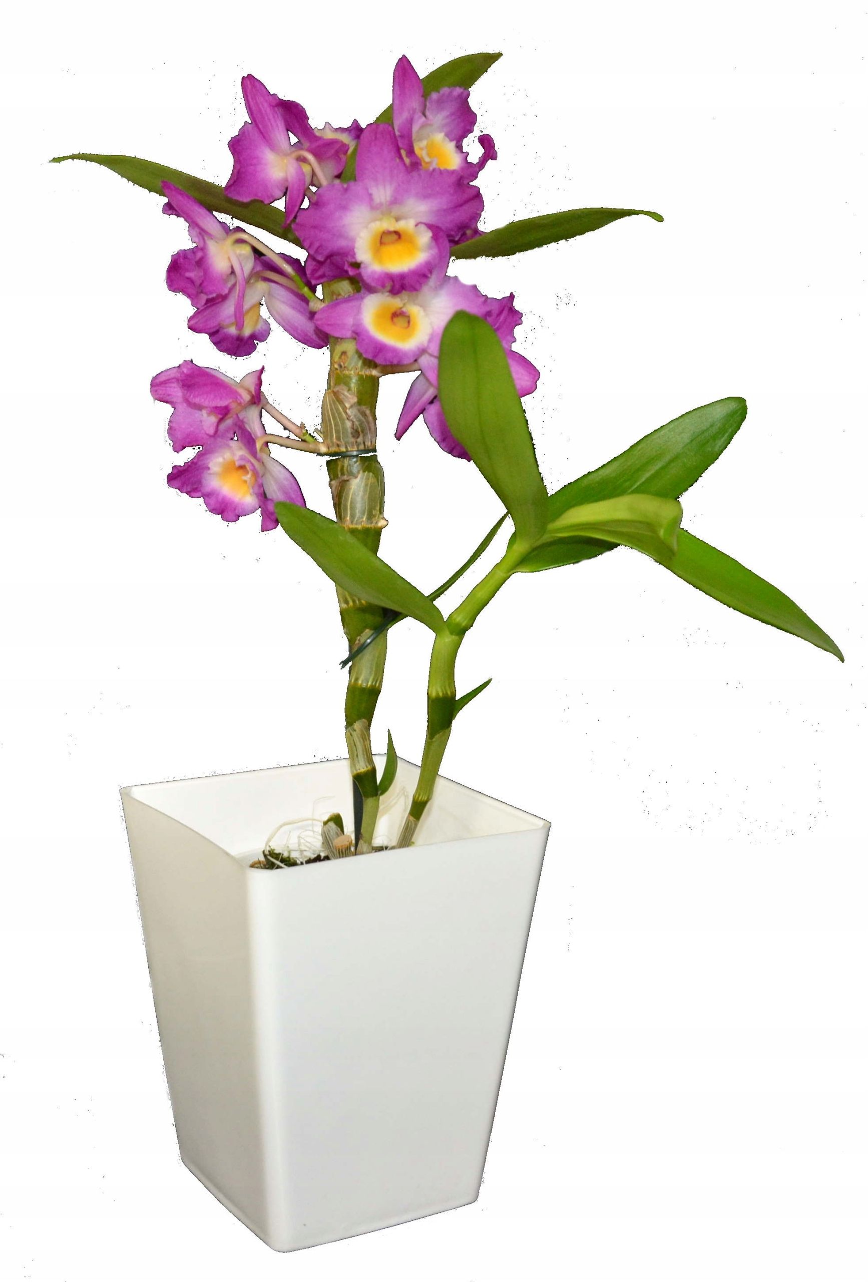  Flowerpot square orchid flowerpot