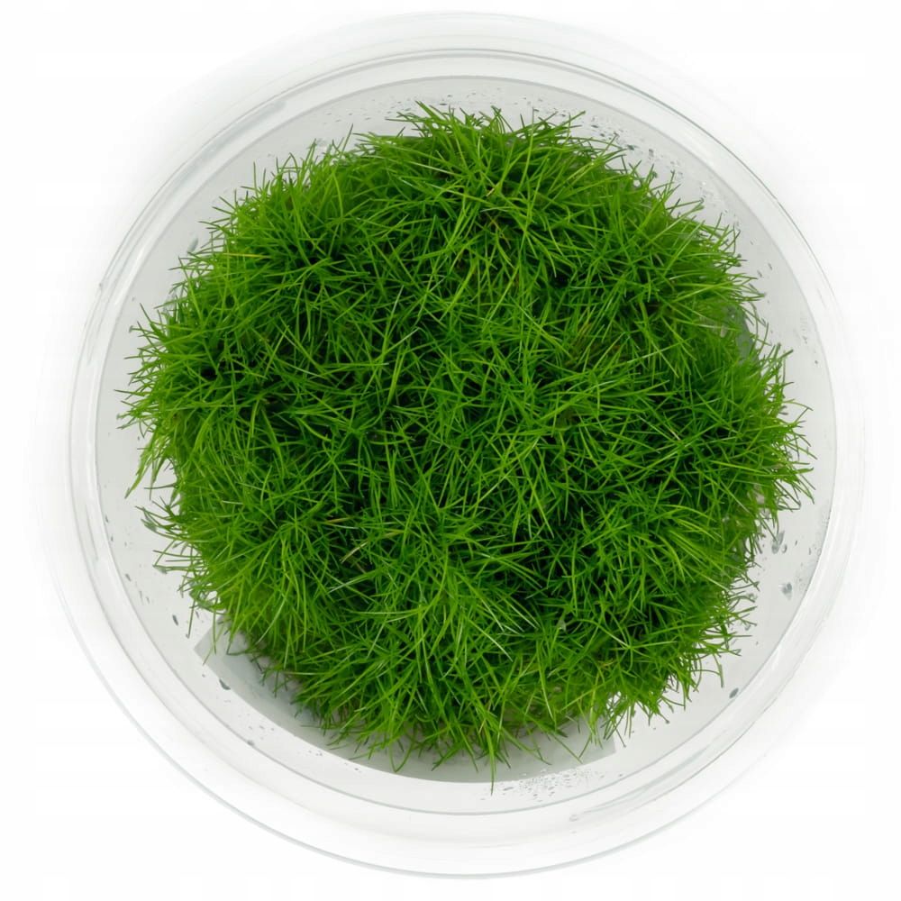 Wglebka vesi riccia fluitans tass 10cm taim ujuvad in vitro