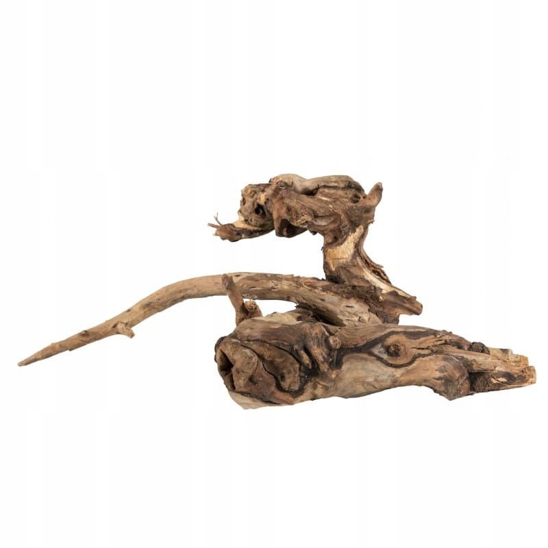  Japāņu sakne, bagienny dekorēšana, mežs burkā s 20-30cm