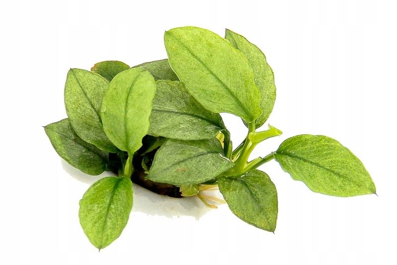  Bucephalandra pygmaea "bukit kelam" in vitro dennerle