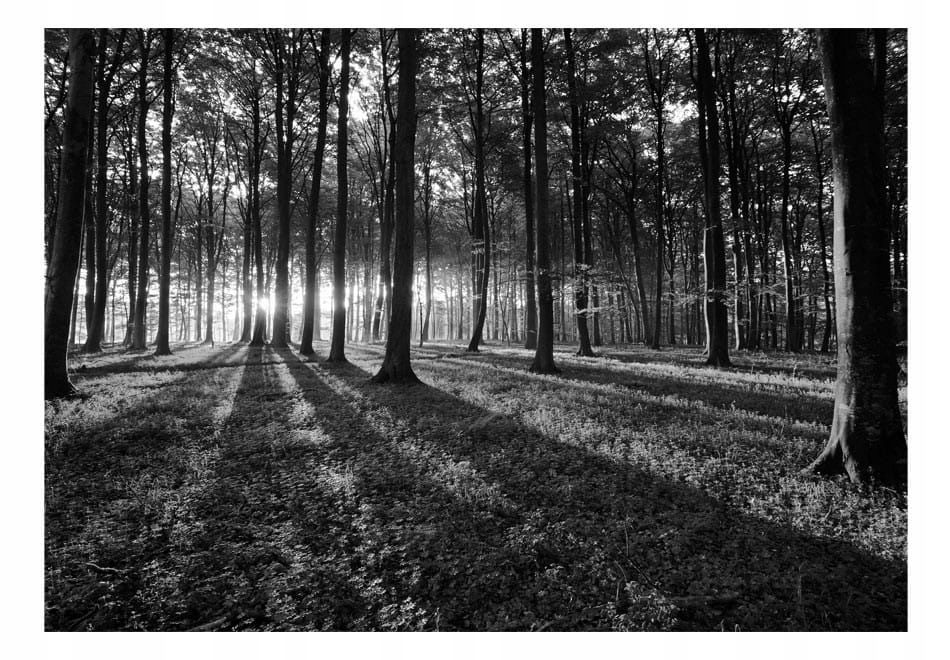  Fototapeedid - uscisk puud - 200x140