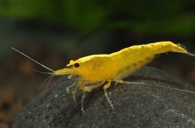  Modré krevety velvet - neocaridina blue velvet