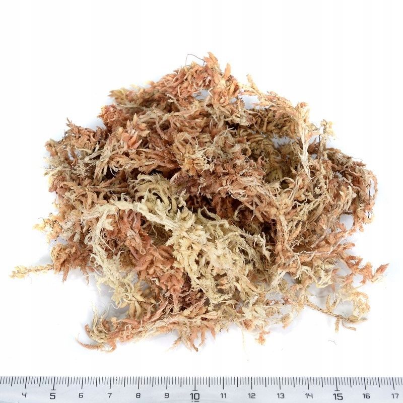  Torfmoos sphagnum rooter pflanzen 50g