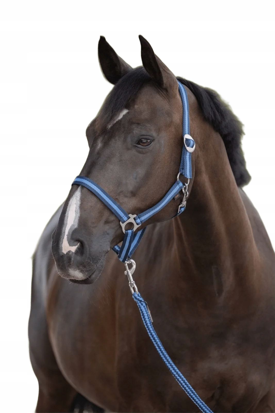  Galopp daami jaoks covalliero hippo lint oranž värv poni