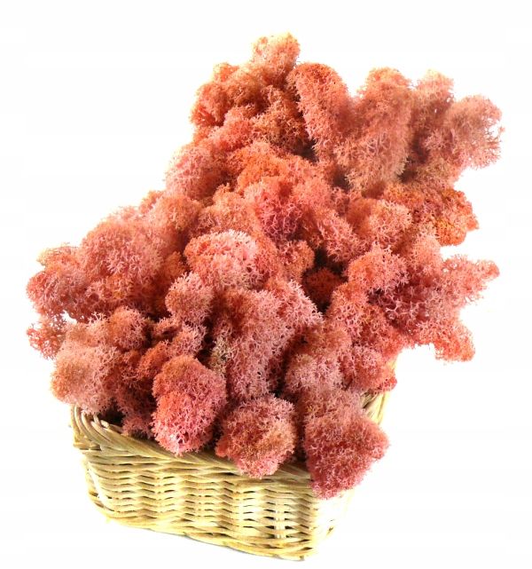  Dekoratiivne sammal cladonia rangiferina 200g carmin red