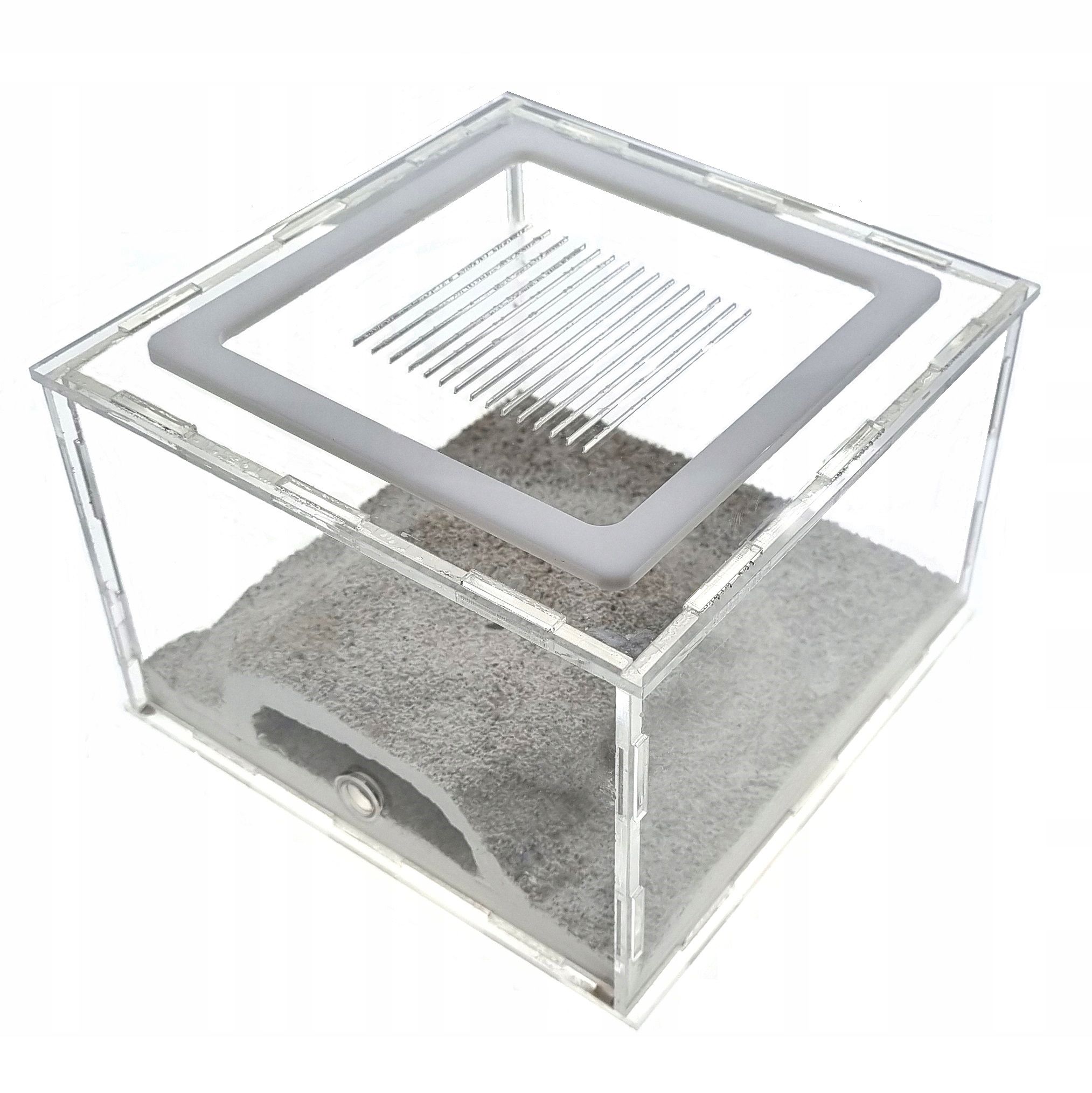  Formicarium gips rot zucht ameisen anthunter