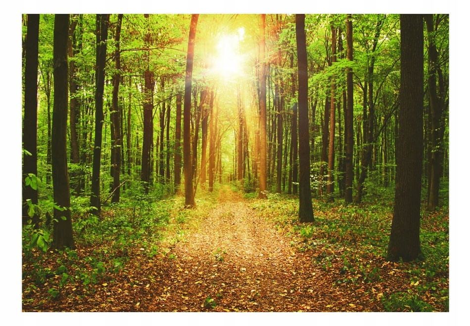  Photo wallpapers - uscisk trees - 150x105