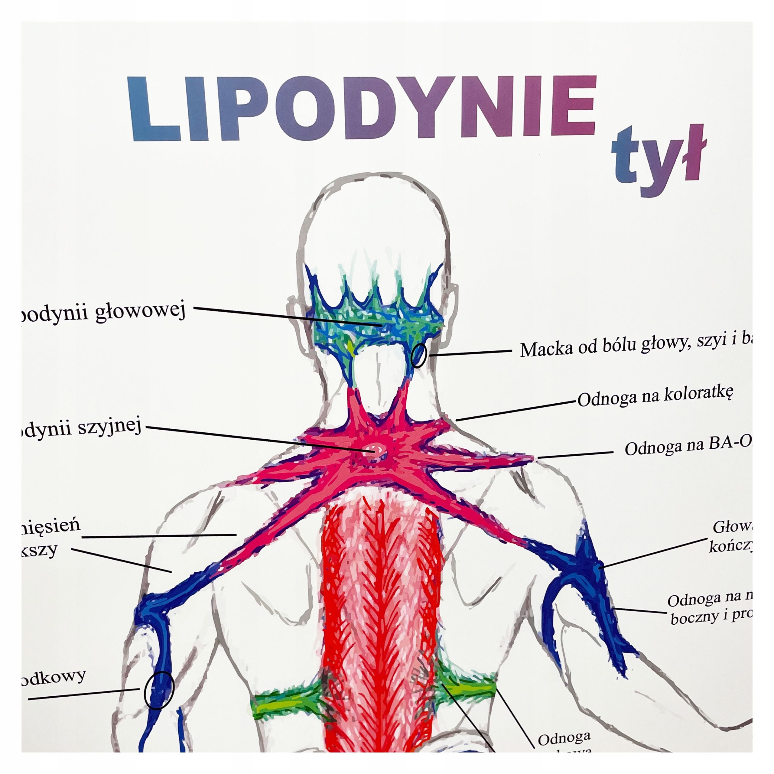  Plagát anatomické lipodynie koniec bezrámové 30x40 cm skladowski