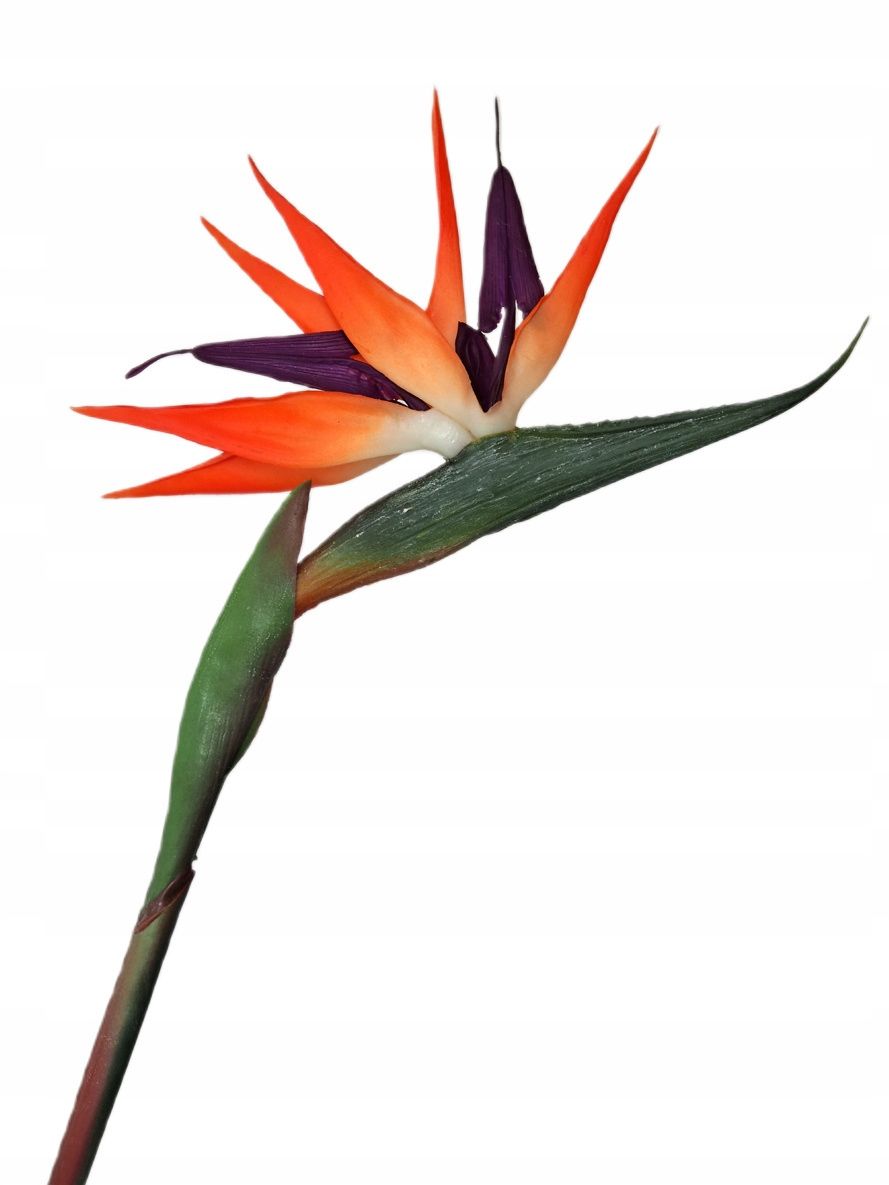  Strelitzia royal rajski putns gumija zars 86cm ziedi kompozīcijām