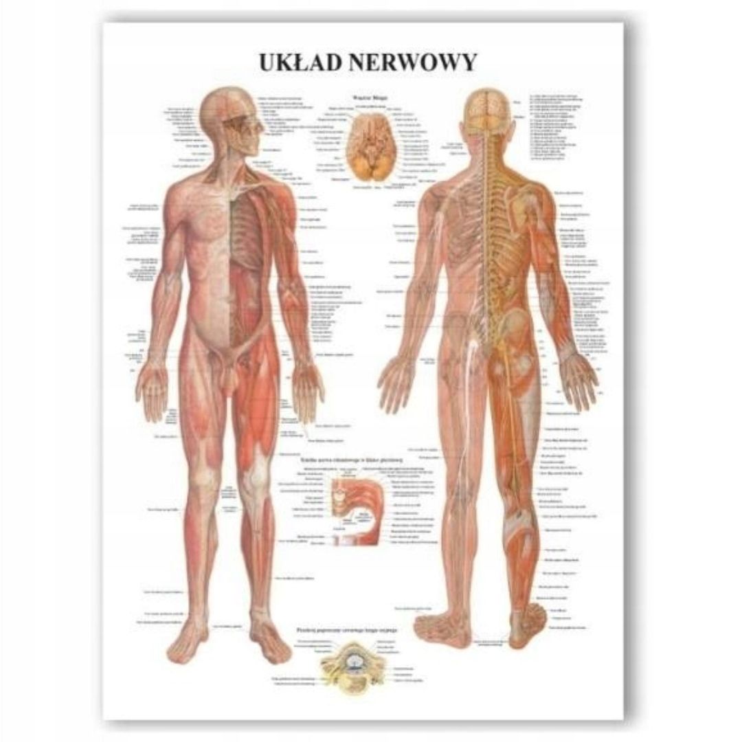  Plagát anatomické lipodynie koniec bezrámové 30x40 cm skladowski