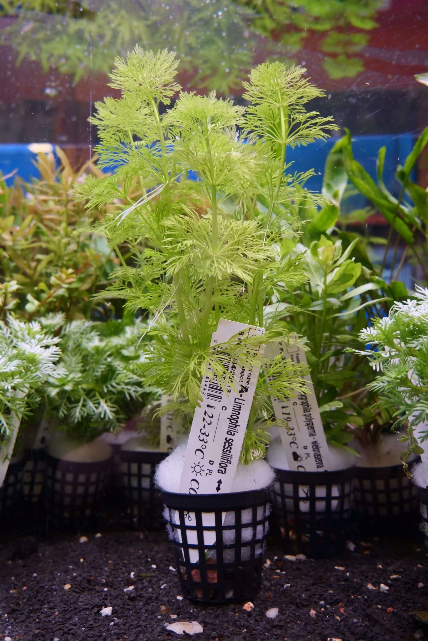  Ludwigia großartig red mini