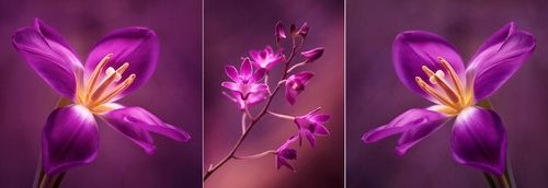  Photo wallpapers latex according to measurements cherry blossoms