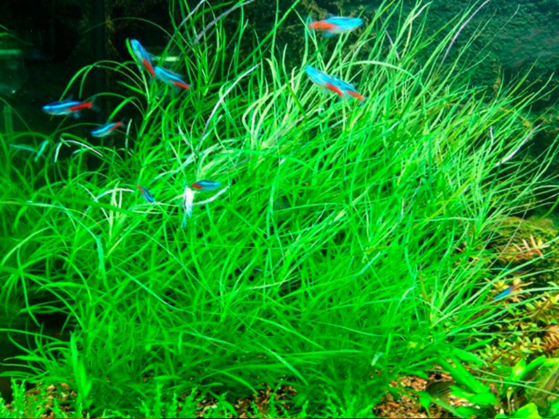  Ludwigia großartig red mini