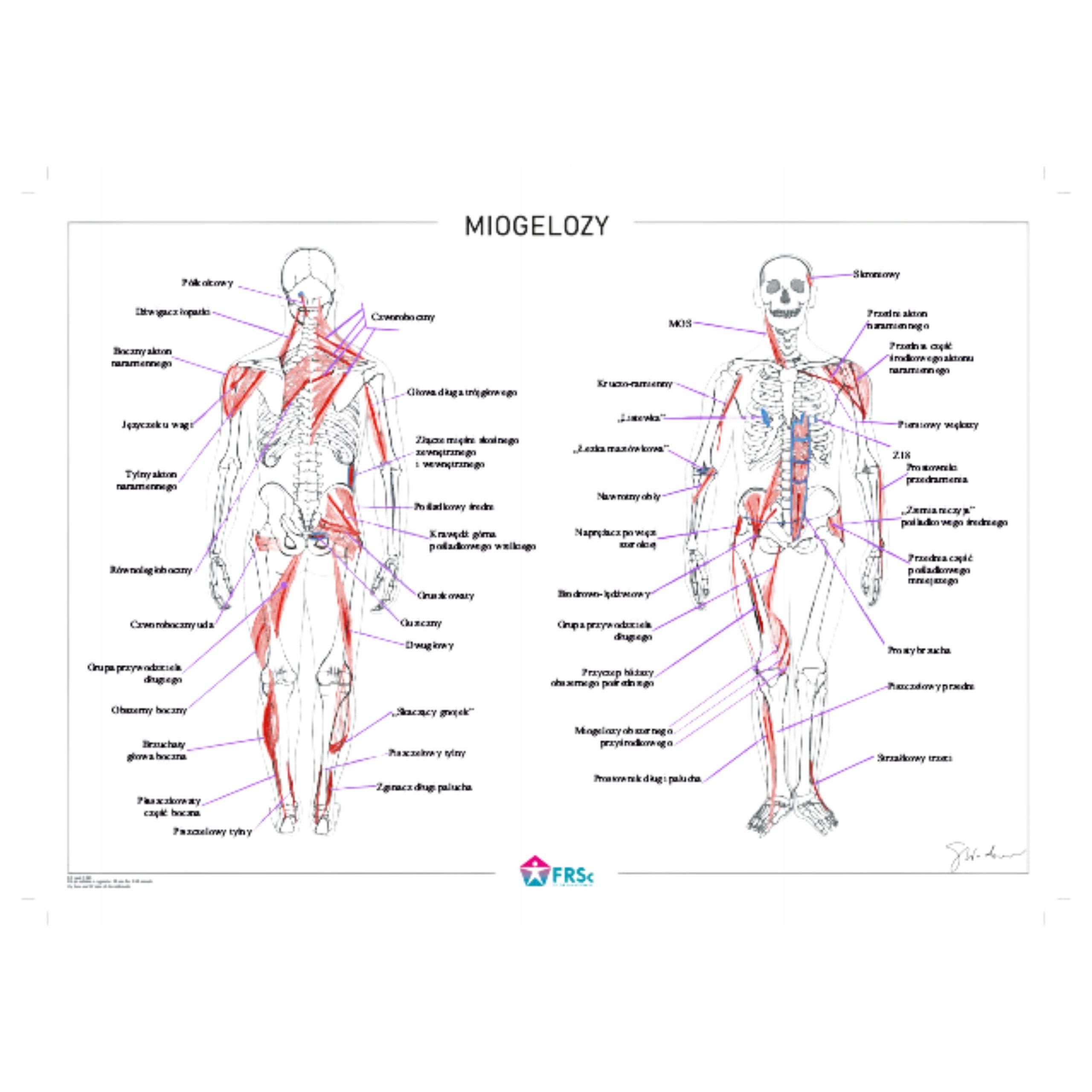  Plagát anatomické lipodynie koniec bezrámové 30x40 cm skladowski