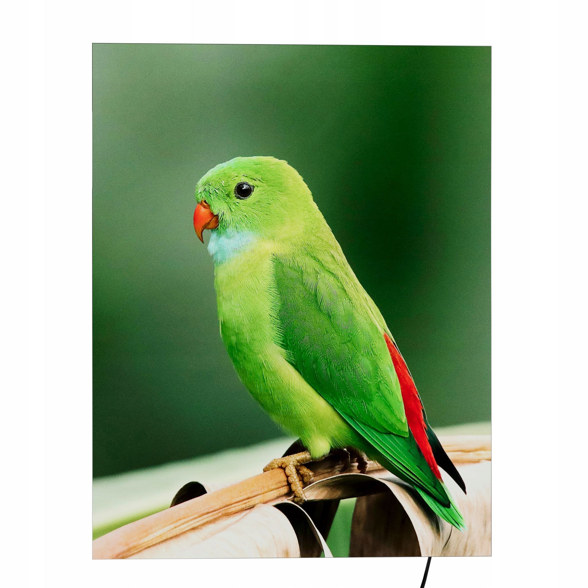  Sienas panelis ar led apgaismojumu 46 cm x 75 cm sēnes