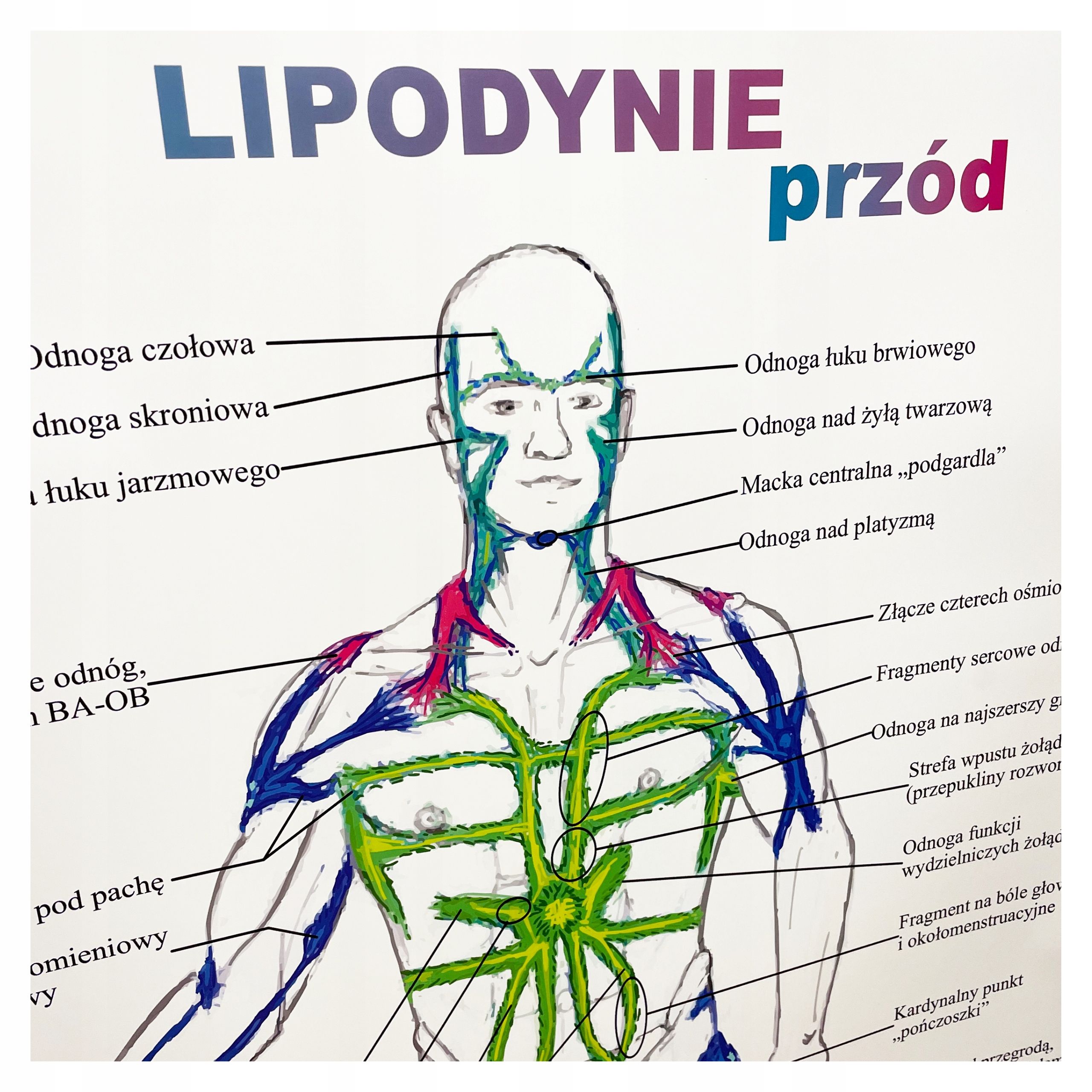  Plagát anatomické lipodynie koniec bezrámové 30x40 cm skladowski