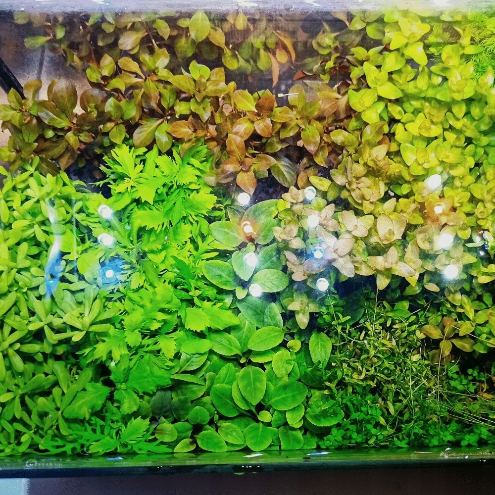  Ludwigia ovalis - wunderbar orange farbe anlage für das aquarium seltenheit