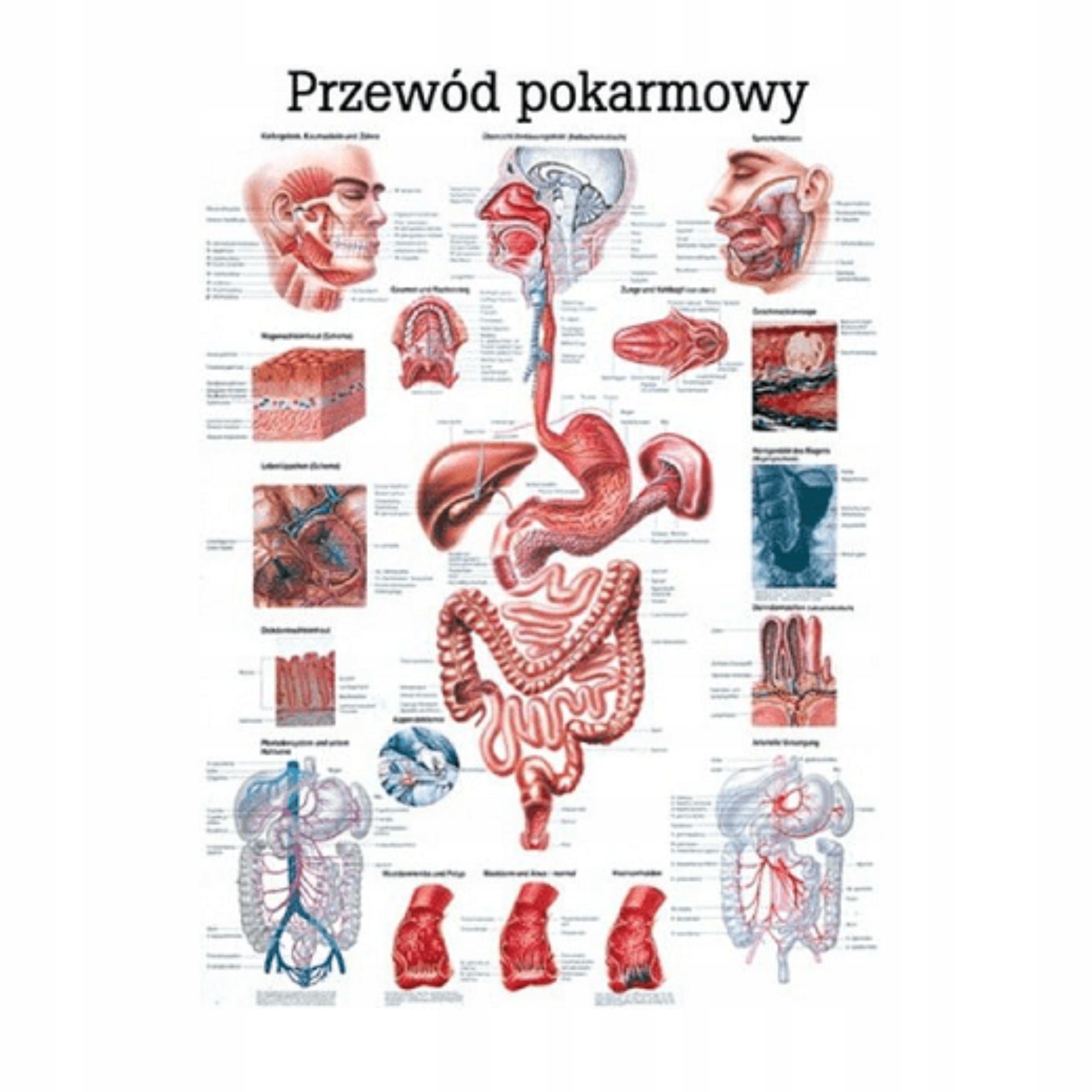  Anatomický plagát plagát lipodynie koniec