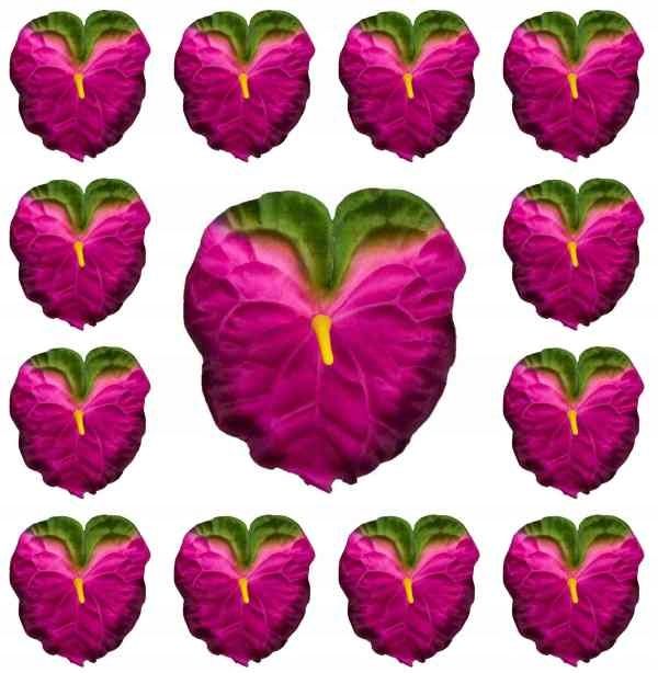  Anturium pea fuchsia / green
