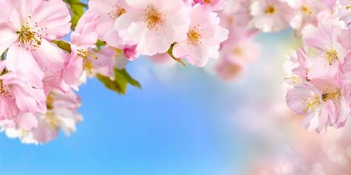  Photo wallpapers latex according to measurements cherry blossoms
