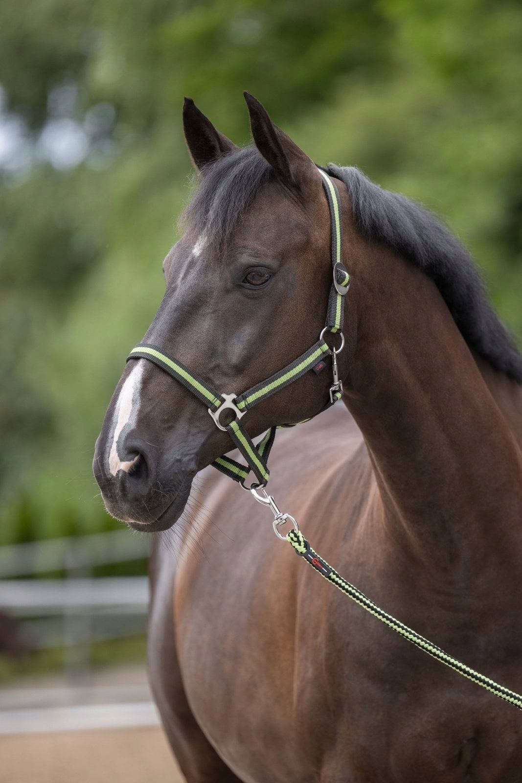  Galopp daami jaoks covalliero hippo lint oranž värv poni