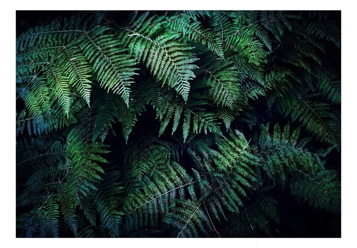  Photo wallpapers - uscisk trees - 150x105