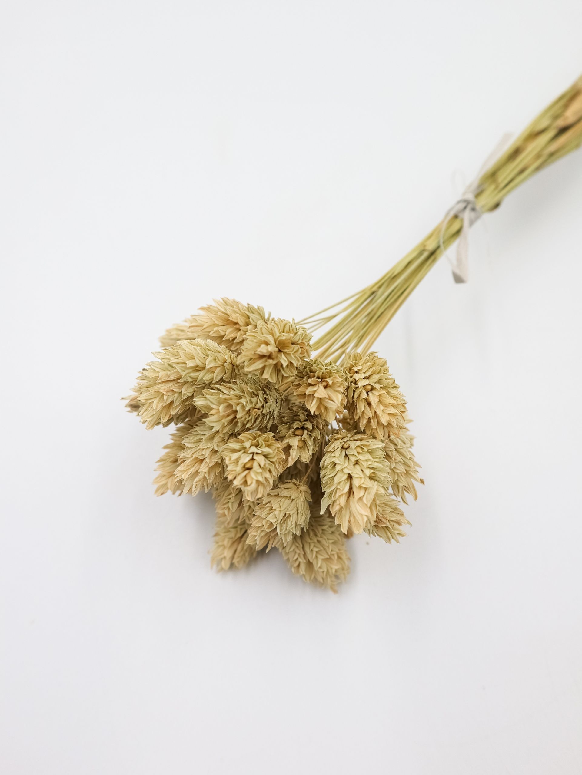  Džiovintas kanarėlė rudas, phalaris, natūralios džiovintos gėlės, 20-25 kompiuterių.