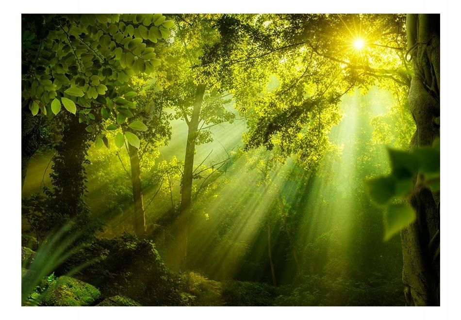  Photo wallpapers - uscisk trees - 150x105