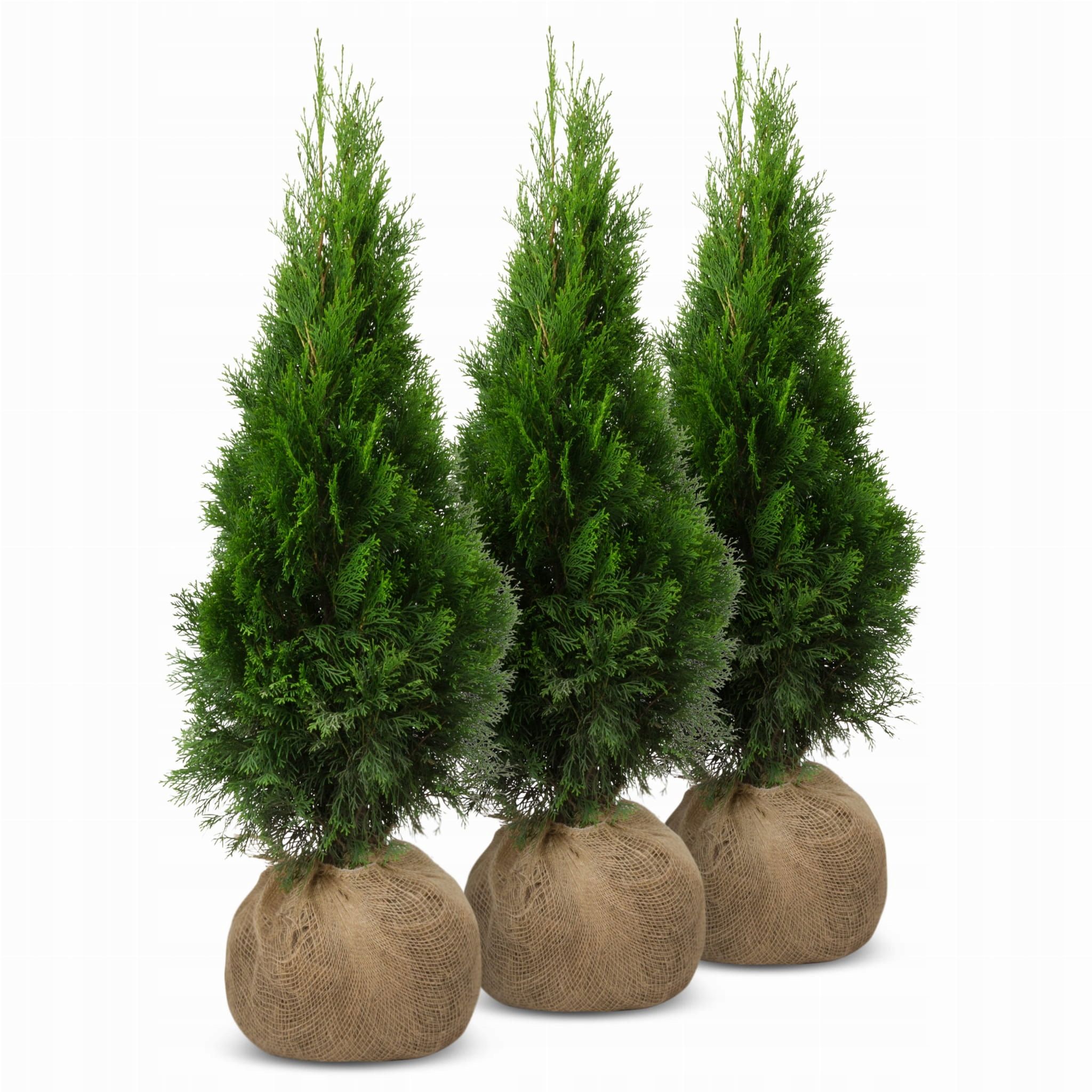  Thuja brabant so bald wie möglich anbau hecke mit thuji, 180-200 cm - 10 pcs.