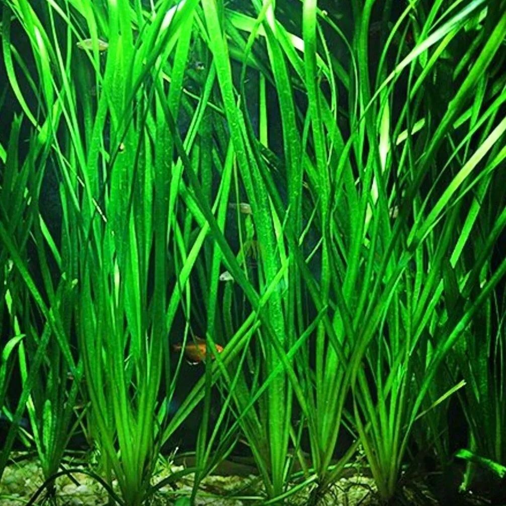  Ludwigia ovalis - wunderbar orange farbe anlage für das aquarium seltenheit