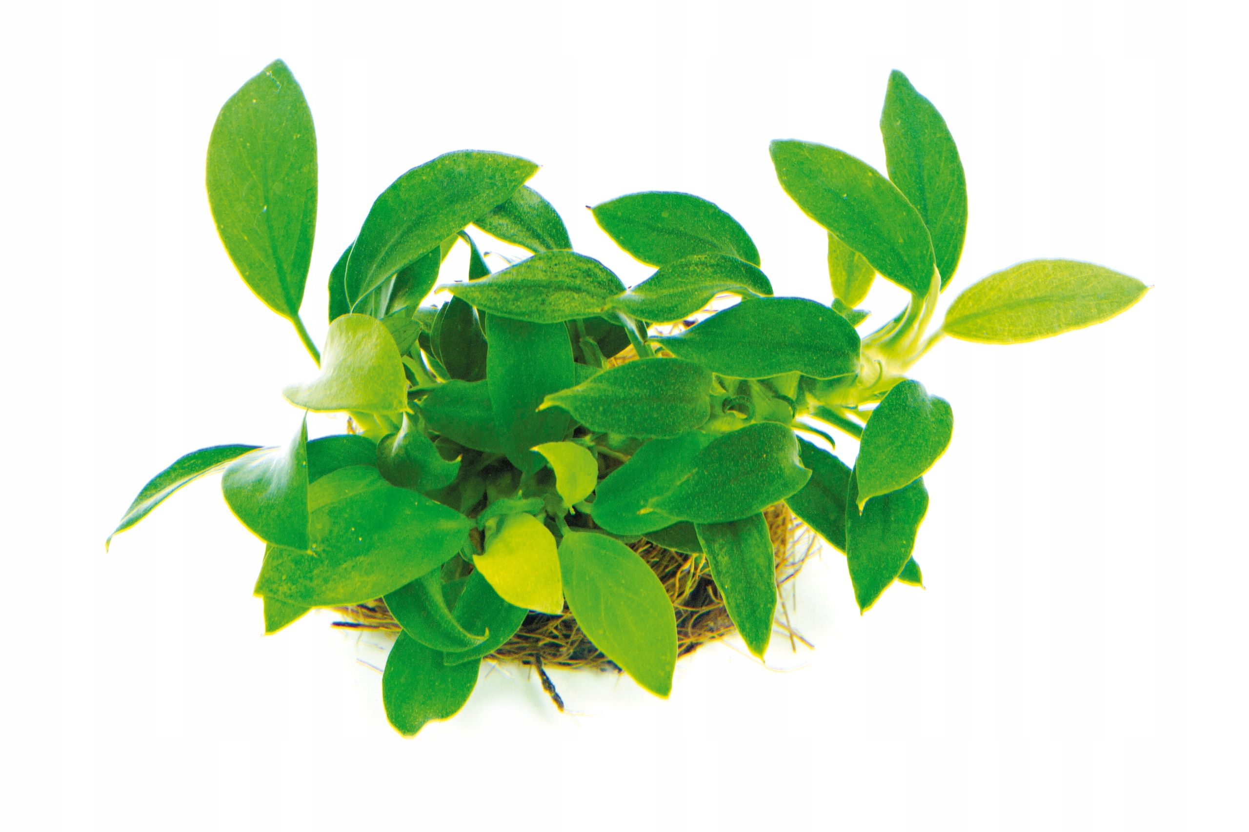  Bucephalandra pygmaea "bukit kelam" in vitro dennerle